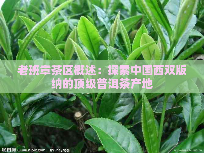 老班章茶区概述：探索中国西双版纳的顶级普洱茶产地