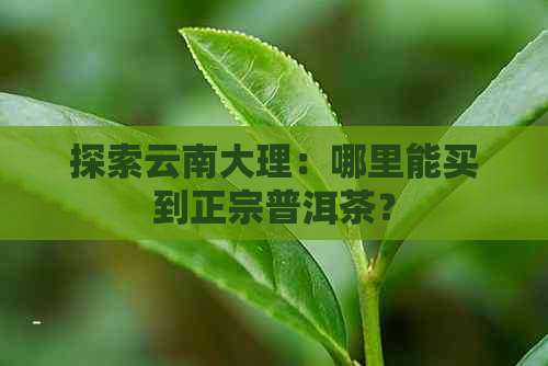 探索云南大理：哪里能买到正宗普洱茶？