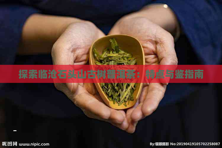 探索临沧石头山古树普洱茶：特点与鉴指南