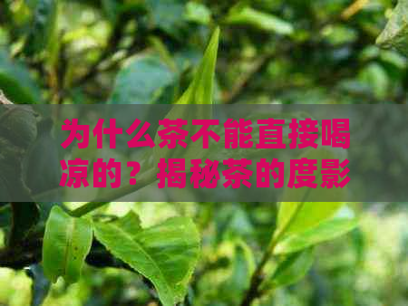 为什么茶不能直接喝凉的？揭秘茶的度影响及健益处