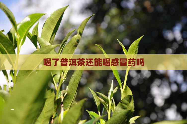 喝了普洱茶还能喝感冒药吗