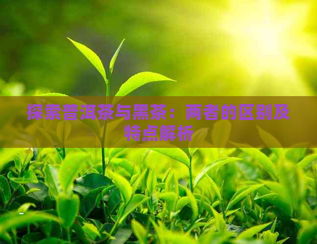 探索普洱茶与黑茶：两者的区别及特点解析