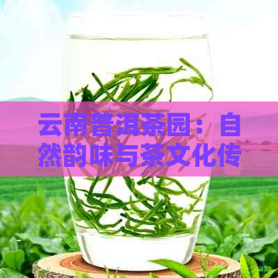 云南普洱茶园：自然韵味与茶文化传承之地