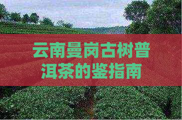 云南曼岗古树普洱茶的鉴指南