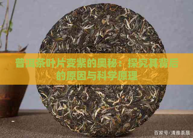 普洱茶叶片变紫的奥秘：探究其背后的原因与科学原理