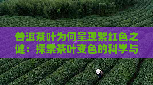 普洱茶叶为何呈现紫红色之谜：探索茶叶变色的科学与文化