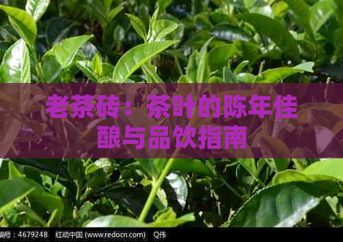 老茶砖：茶叶的陈年佳酿与品饮指南