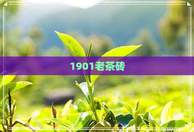 1901老茶砖