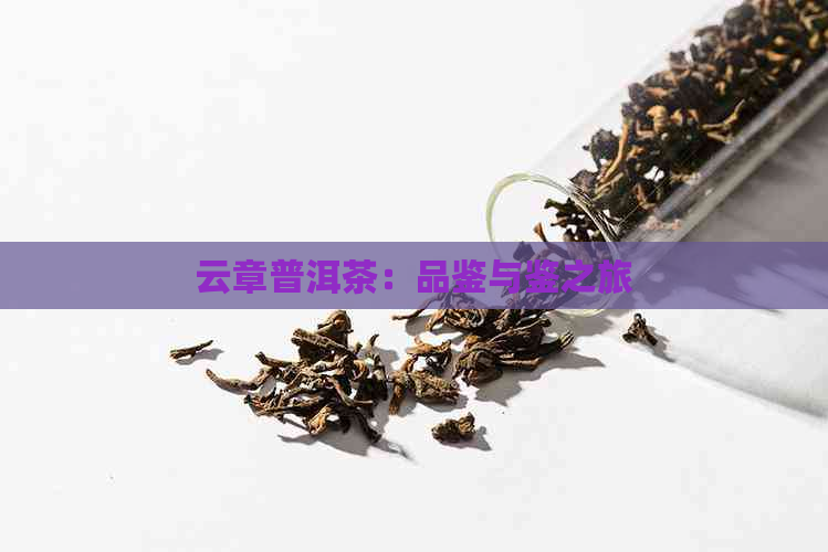 云章普洱茶：品鉴与鉴之旅