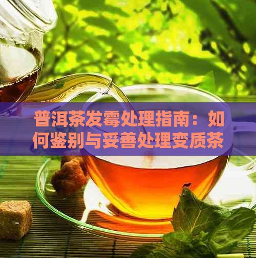 普洱茶发霉处理指南：如何鉴别与妥善处理变质茶叶