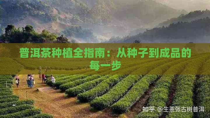 普洱茶种植全指南：从种子到成品的每一步