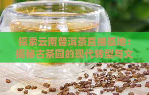 探索云南普洱茶直播基地：揭秘古茶园的现代转型与文化传承