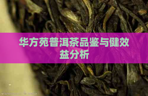 华方苑普洱茶品鉴与健效益分析