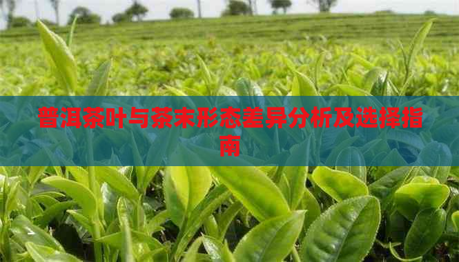 普洱茶叶与茶末形态差异分析及选择指南