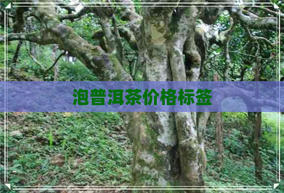 泡普洱茶价格标签