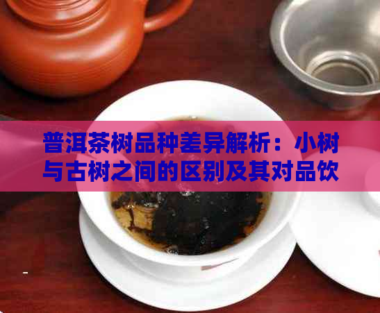 普洱茶树品种差异解析：小树与古树之间的区别及其对品饮体验的影响