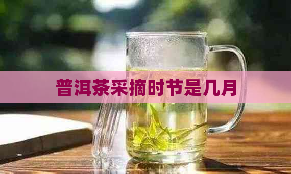 普洱茶采摘时节是几月