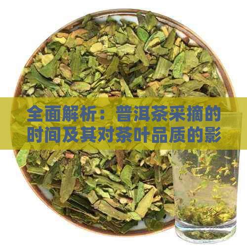 全面解析：普洱茶采摘的时间及其对茶叶品质的影响