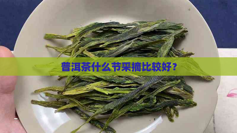 普洱茶什么节采摘比较好？