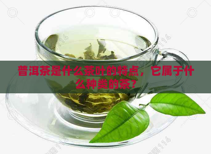 普洱茶是什么茶叶的特点，它属于什么种类的茶？