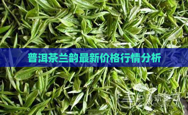 普洱茶兰韵最新价格行情分析