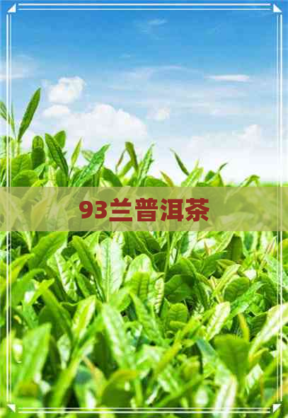 93兰普洱茶