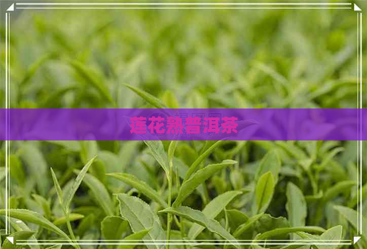 莲花熟普洱茶