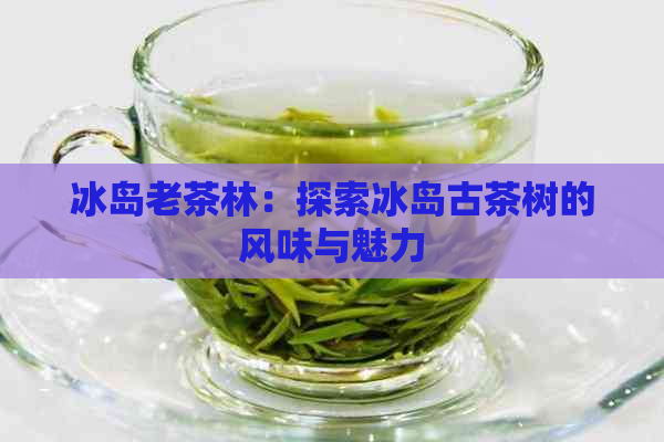 冰岛老茶林：探索冰岛古茶树的风味与魅力