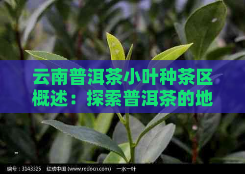 云南普洱茶小叶种茶区概述：探索普洱茶的地理分布与特色