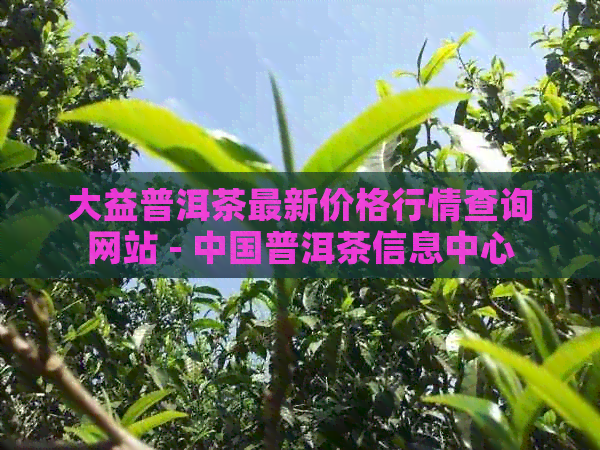 大益普洱茶最新价格行情查询网站 - 中国普洱茶信息中心