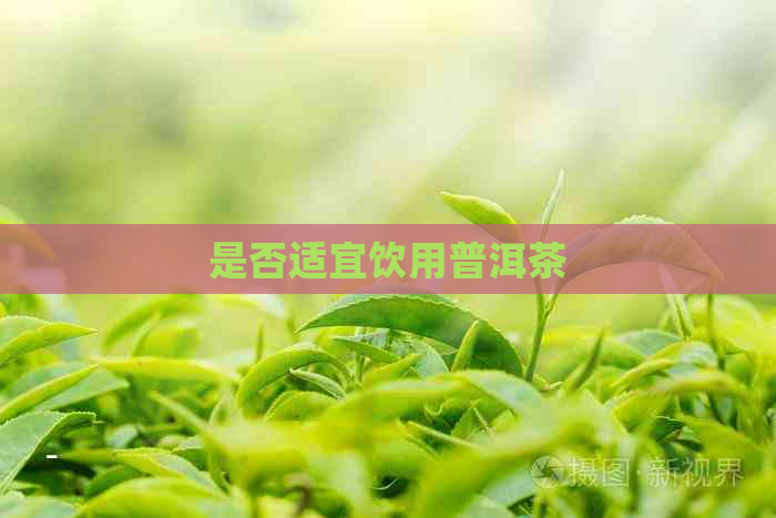 是否适宜饮用普洱茶