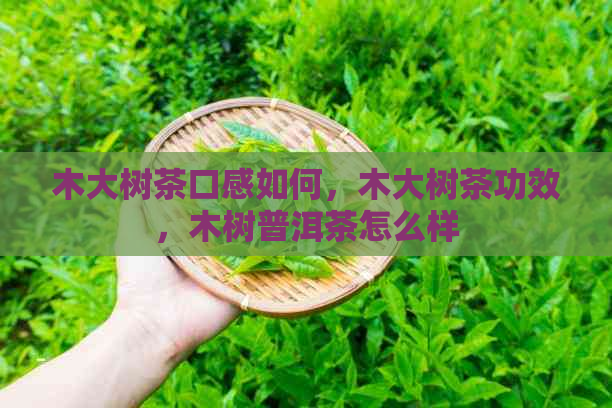 木大树茶口感如何，木大树茶功效，木树普洱茶怎么样