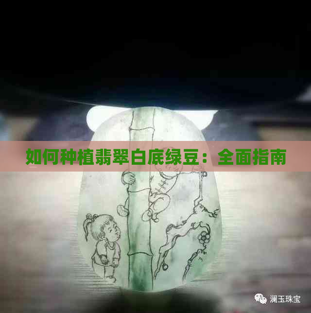 如何种植翡翠白底绿豆：全面指南