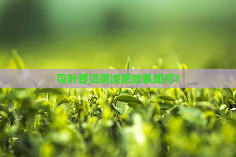 荷叶普洱茶减肥效果如何？