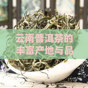 云南普洱茶的丰富产地与品质鉴