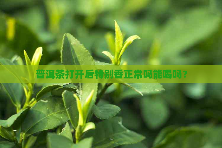 普洱茶打开后特别香正常吗能喝吗？