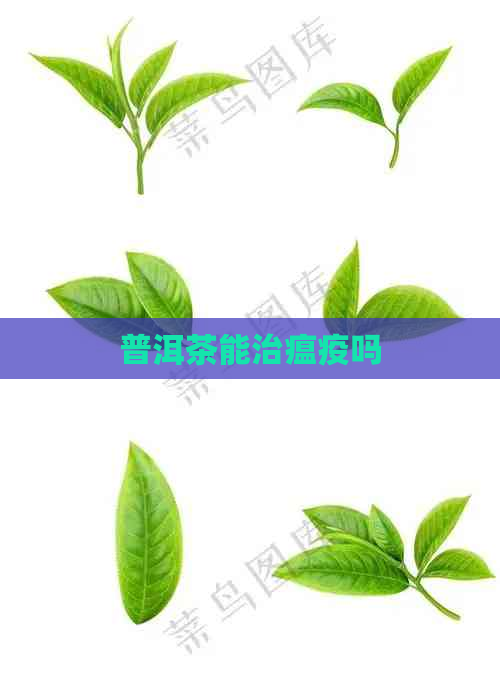 普洱茶能治瘟疫吗