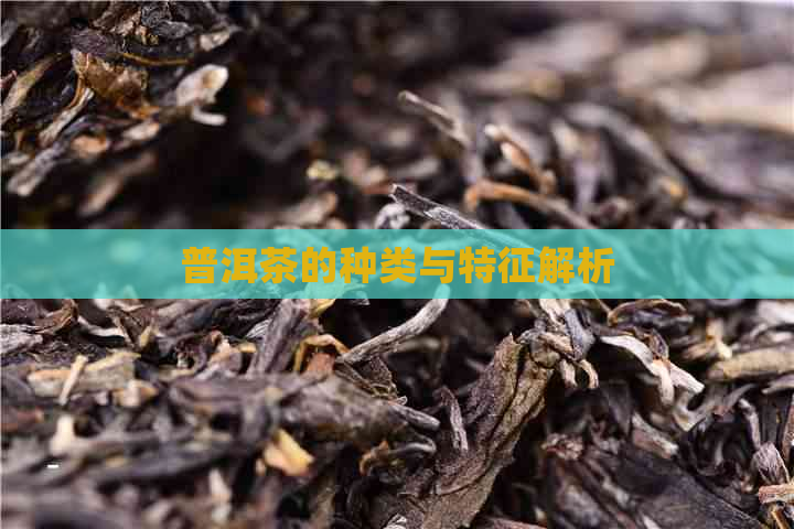 普洱茶的种类与特征解析