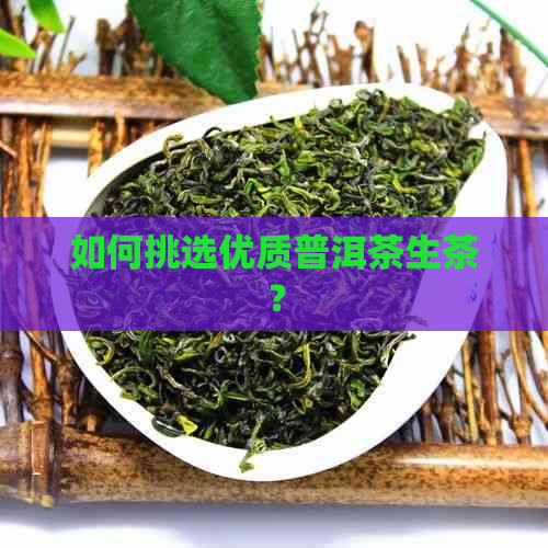 如何挑选优质普洱茶生茶？