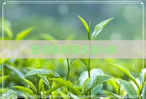 普洱茶和维生素b族