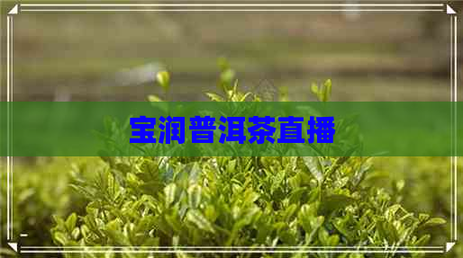 宝润普洱茶直播