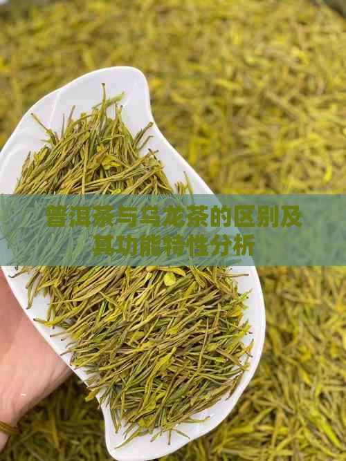 普洱茶与乌龙茶的区别及其功能特性分析