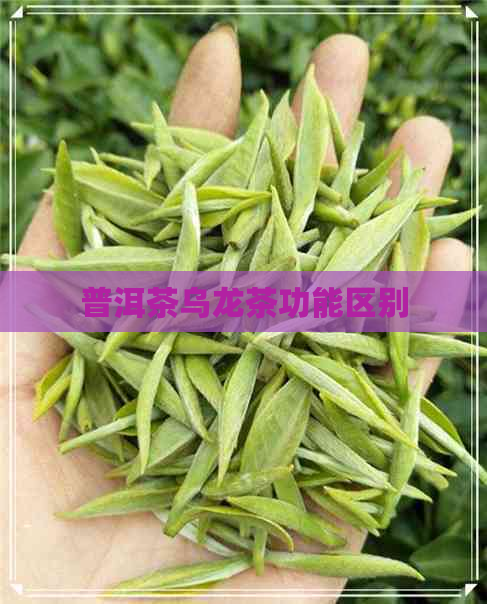 普洱茶乌龙茶功能区别