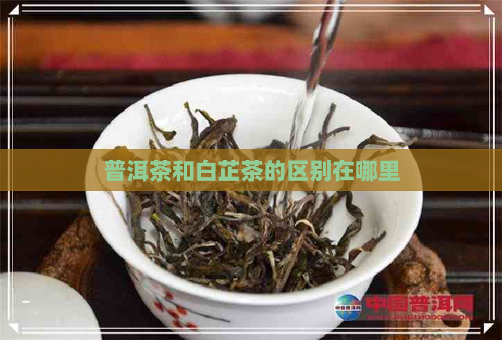 普洱茶和白芷茶的区别在哪里