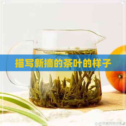 描写新摘的茶叶的样子