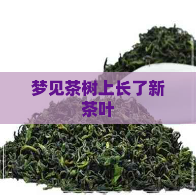 梦见茶树上长了新茶叶