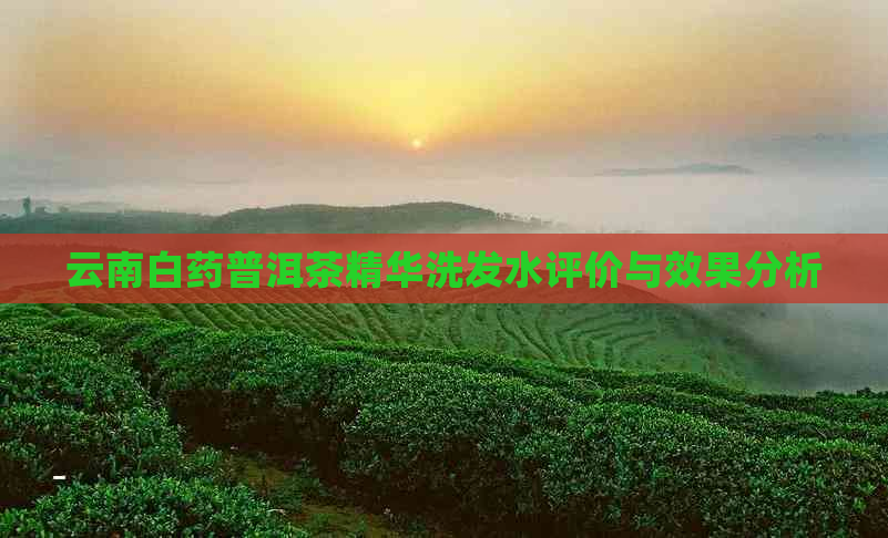 云南白药普洱茶精华洗发水评价与效果分析