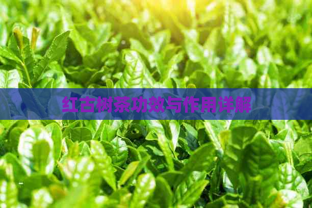 红古树茶功效与作用详解