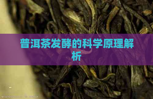 普洱茶发酵的科学原理解析