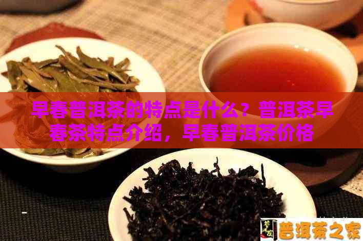 早春普洱茶的特点是什么？普洱茶早春茶特点介绍，早春普洱茶价格